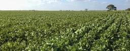 Agropecuaria Canoa Mirim SA