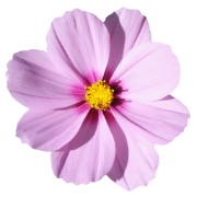 Silmara de Souza Rosa Rodrigues