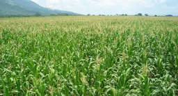Agroindustriales Y Exportadora Beto Vip S.A.C.