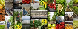 Agricola Paredes Uriz Limitada