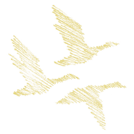 Wise Goose Limited
